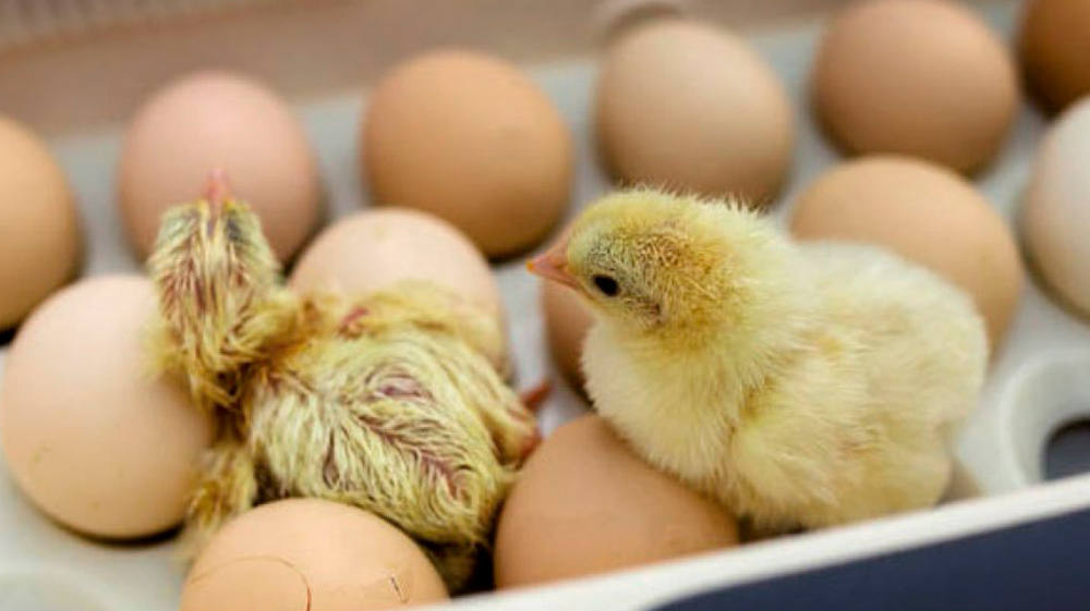 INTERES GALLISTICO Comprar-incubadoras-para-huevos-de-gallinas