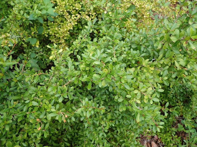 Viburnum obovatum Viburnum obovatum
