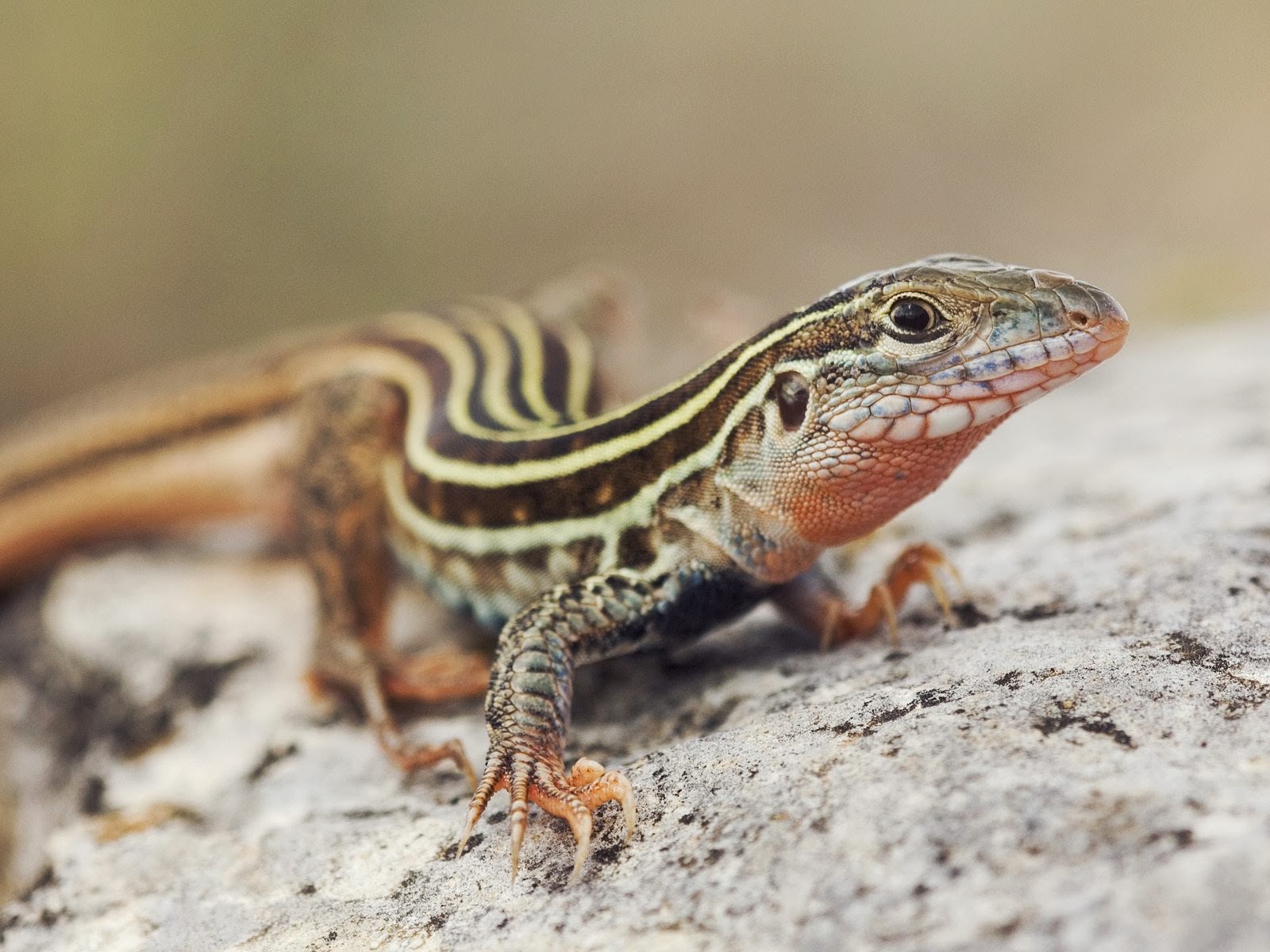 Lizard Blogspot beautiful Lizard wallpapers hd | Google HD images