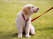 Puppy Collar and Leash Training – How to Begin