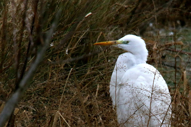 Great heron