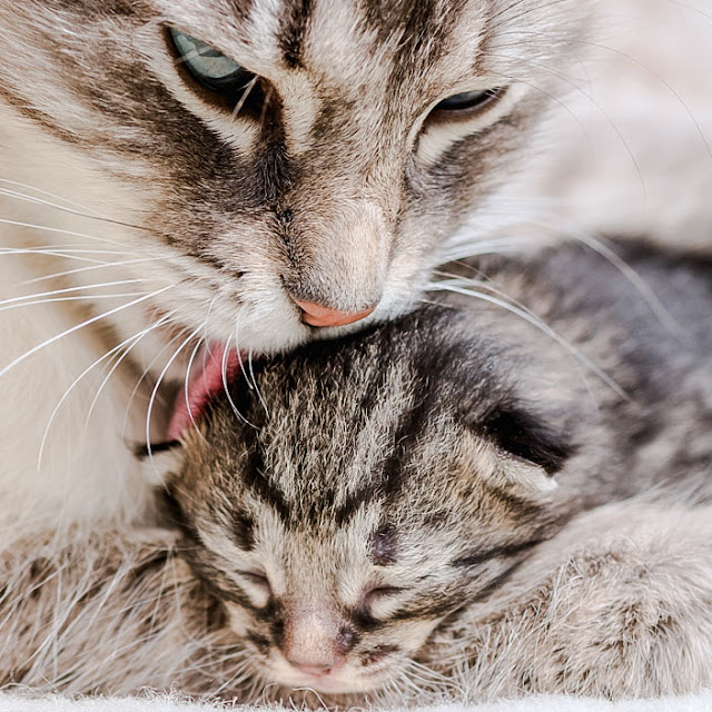 Single newborn kitten cuddling up to mother. Photo in public domain.