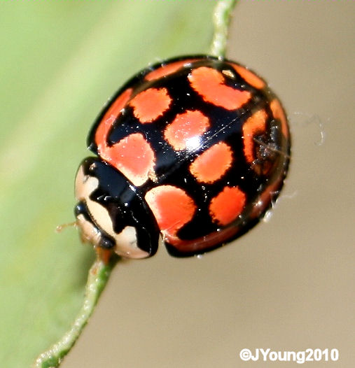 South African Photographs Harlequin Ladybird (Harmonia axyridis)