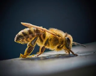 picture of a bee