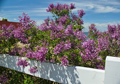 lilacs photo by mbgphoto