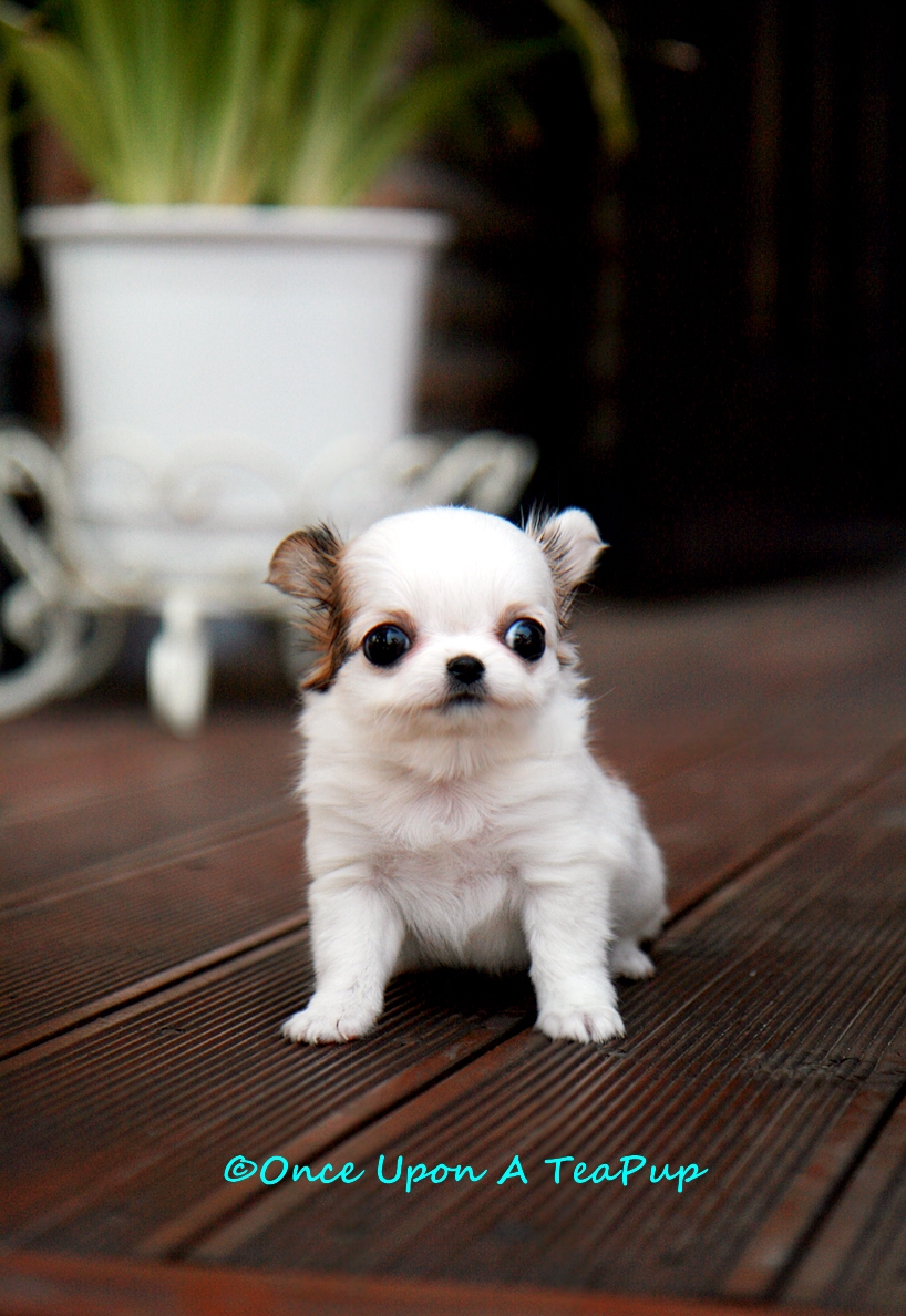 OnceUponATeaPup Baby Extreme Teacup Chihuahua