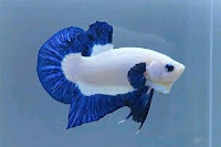 Ikan Cupang Blue Rim