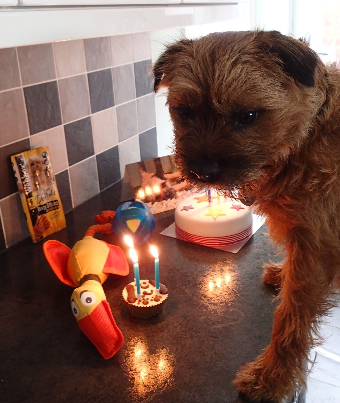 border terrier cake