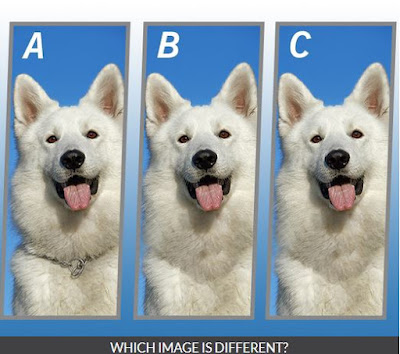 Quiz Diva Spot the Different Dog Quiz Image5