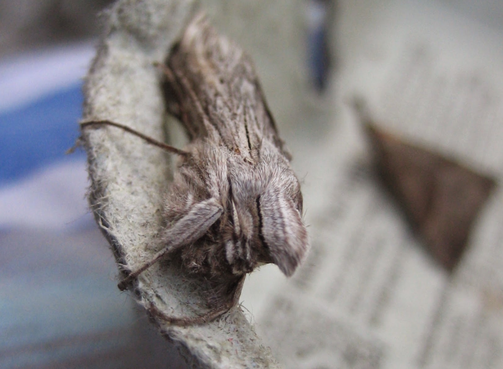Martin's Moths Jaws for lettuce