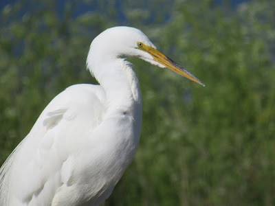 Lower Klamath National Wildlife Refuge