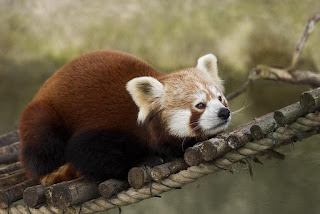 Münih Hellabrunn hayvanat bahçesinde bir küçük panda