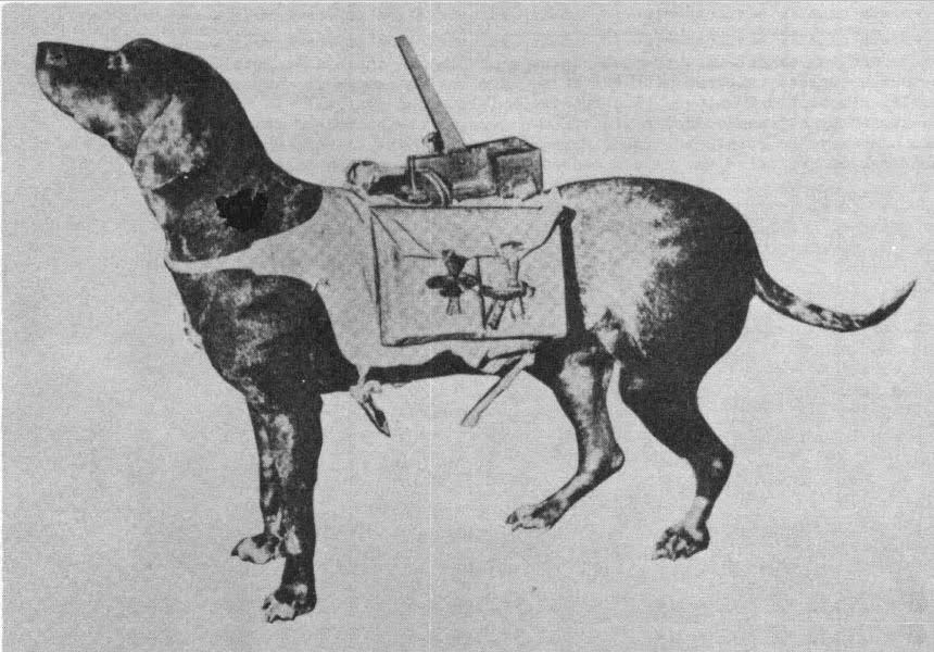 собаки с минами под танки. собака подрывник великая отечественная война. собаки подрывники второй мировой войны. собака мина. собака мина.
