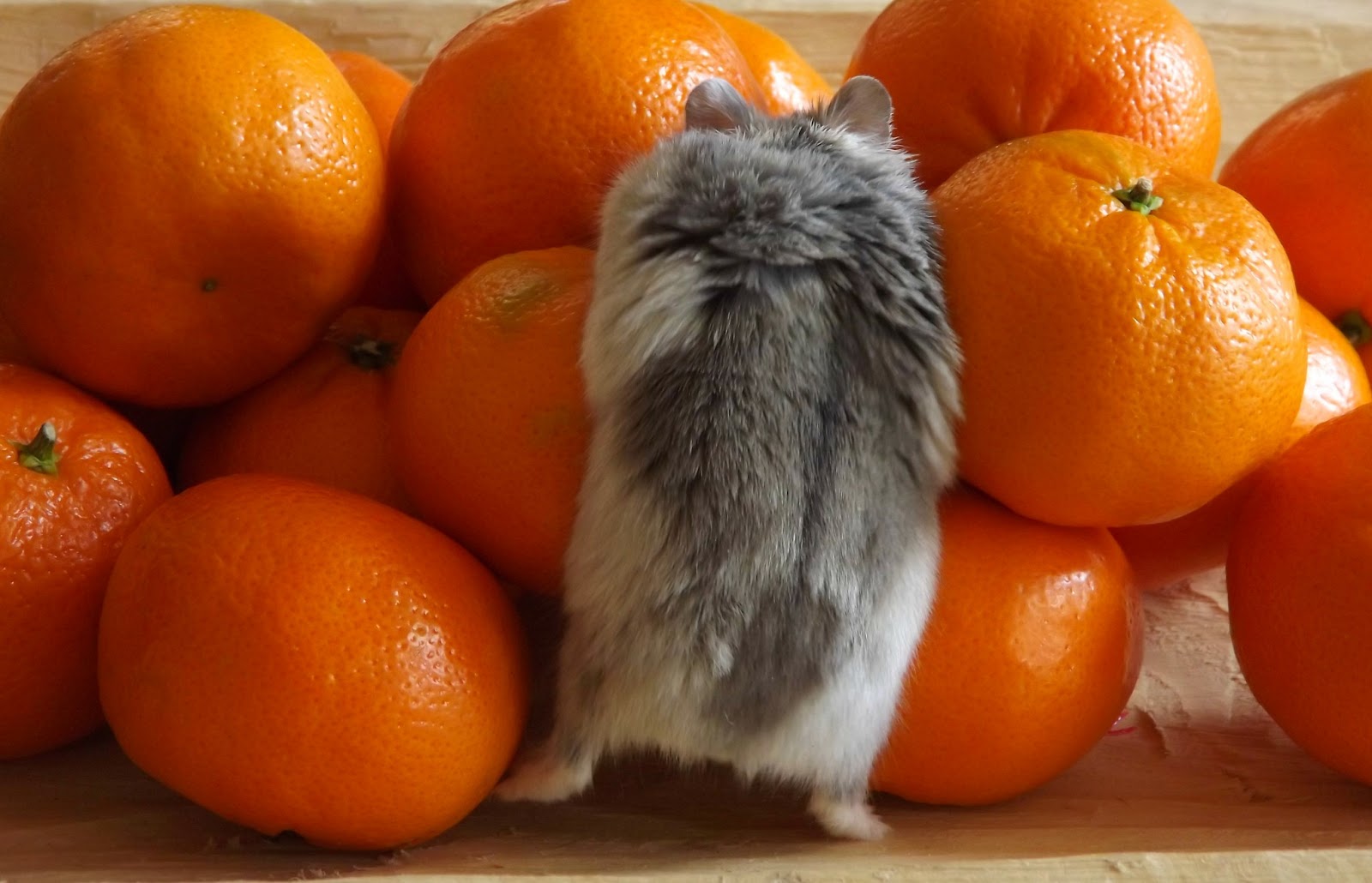 мандариновый джунгарский хомяк. хомяки мандарин. джунгарский хомяк мандаринка мандаринка. хомяки мандарин. джунгарик мандарин.