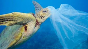Contaminación de las bolsas de plástico.