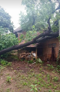 Pohon Tumbang di Cranggang Kudus Timpa Rumah Dewi 1 IMG 20210130 WA0378