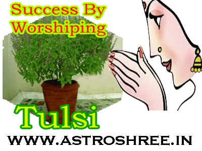 Tulsi Worship For Success आज तुलसी विवाह कराने से मिलेगा भगवान विष्णु का आशीर्वाद, जानें विधि. tulsi worship for success