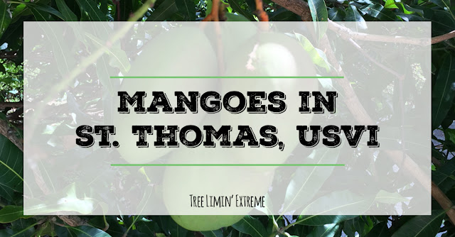 mangoes in St. Thomas