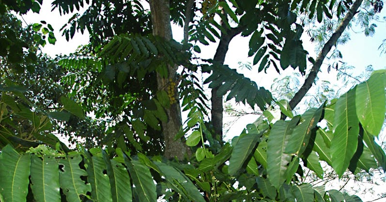 Blog Geo Flora Khas Indonesia