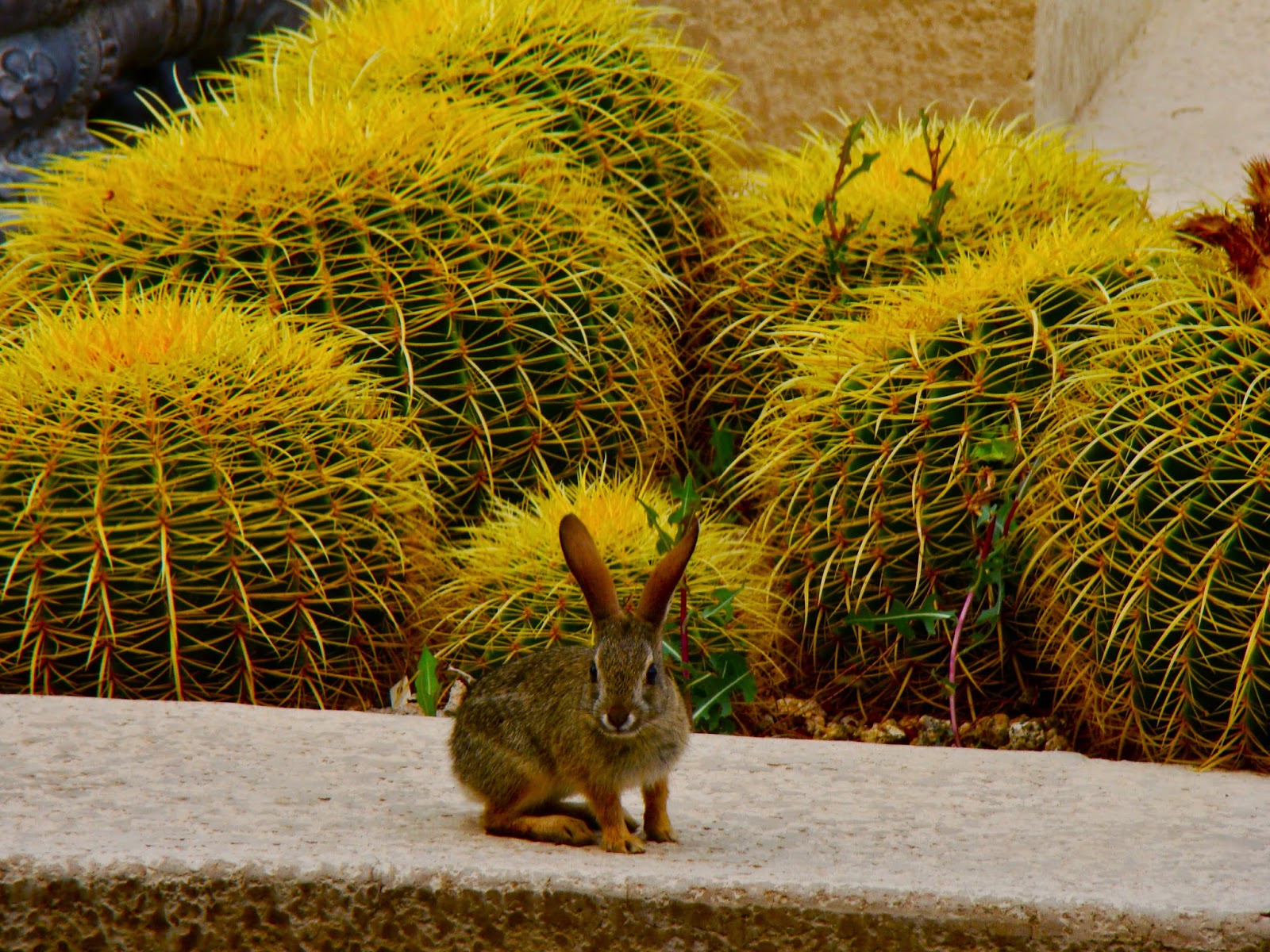 Scottsdale Daily Photo Photo Rabbit and barrel cactus