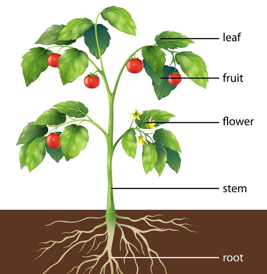 Parts Of Plant Root And Shoot System Study Science - Riset