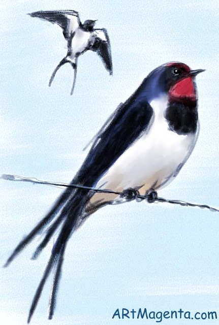 Barn Swallow is a bird drawing by Artmagenta