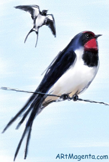 Barn Swallow Barn Swallow is a bird drawing by Artmagenta
