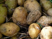 large group of rotting potatoes