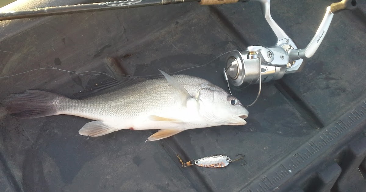 Best Bait For Freshwater Drum