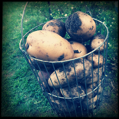 Freshly dug potatoes, Cape Cod by Karina Allrich