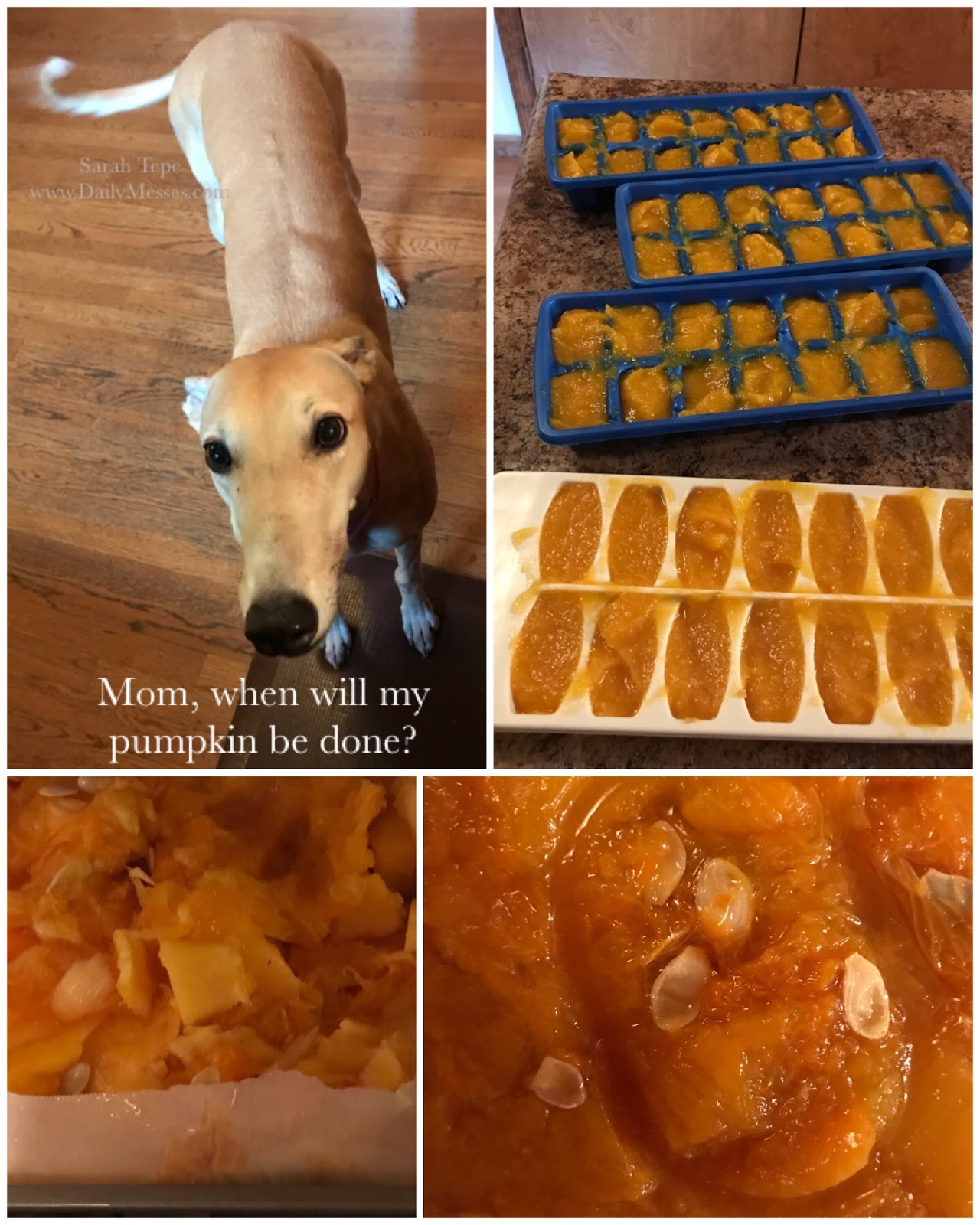 Daily Messes Roasted Pumpkin (For The Dog!)