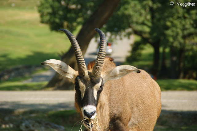 Antilope presente allo zoo safari di Pombia