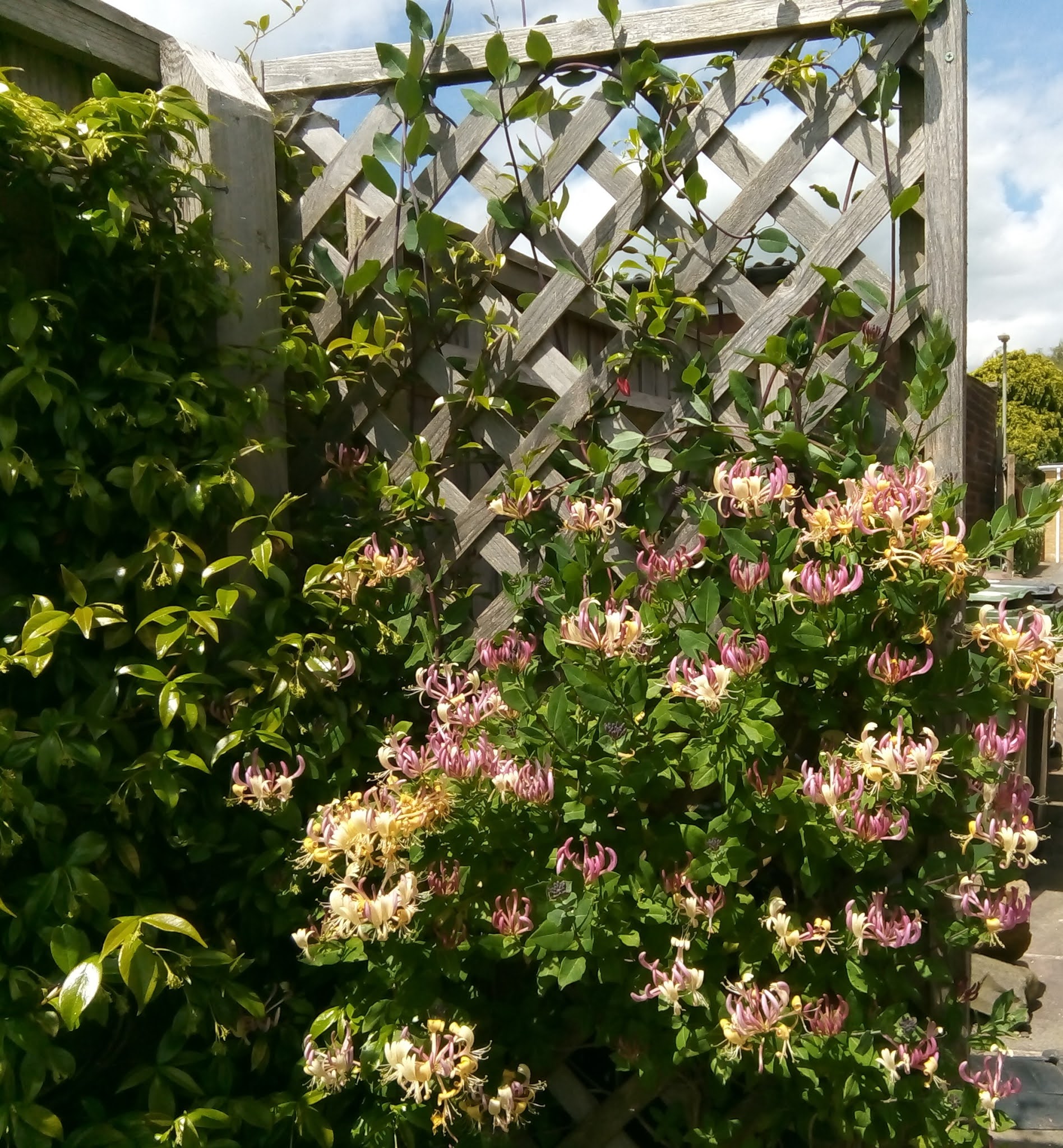 Rachel the Gardener How To get good flowers on a Honeysuckle