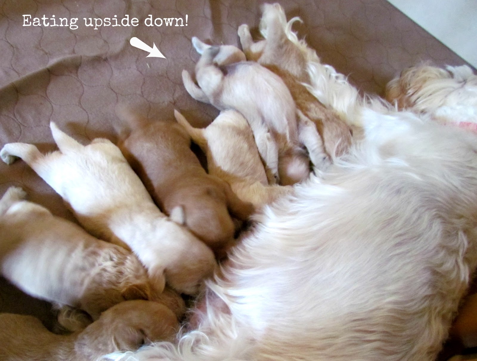 Growing Puppies Virginia Schnoodle Breeder Hypoallergenic Dogs