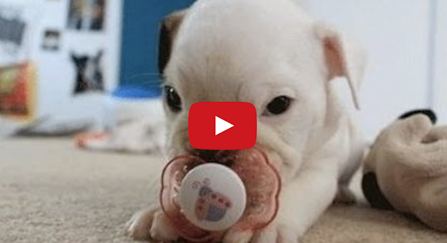 Puppies With Pacifiers Compilation