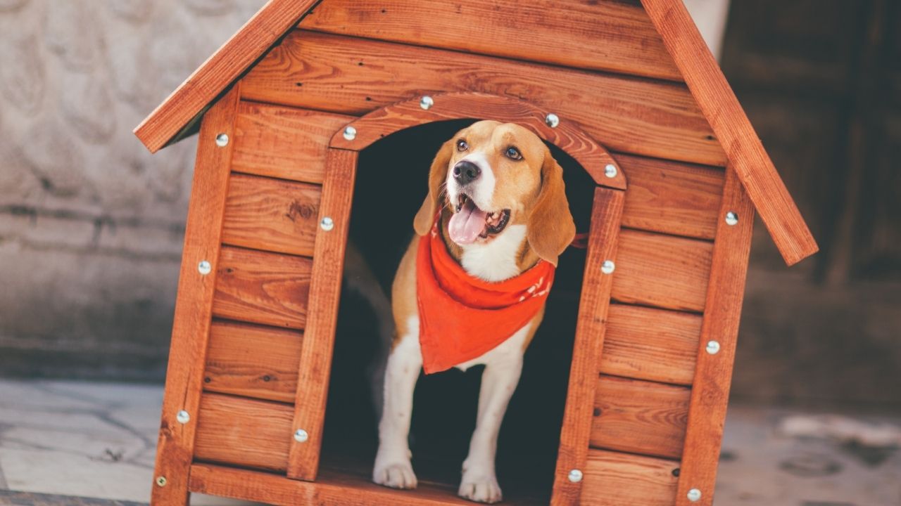 Do Golden Retrievers Get Cold at Night?