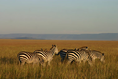 Pride land of Serengeti