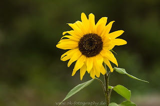 Naturfotografie Uentroper Wald Sonnenblume
