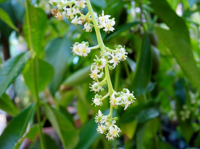  The exotic of Ambarella flower