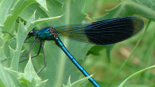 Calopteryx splendens (male) DSC54363