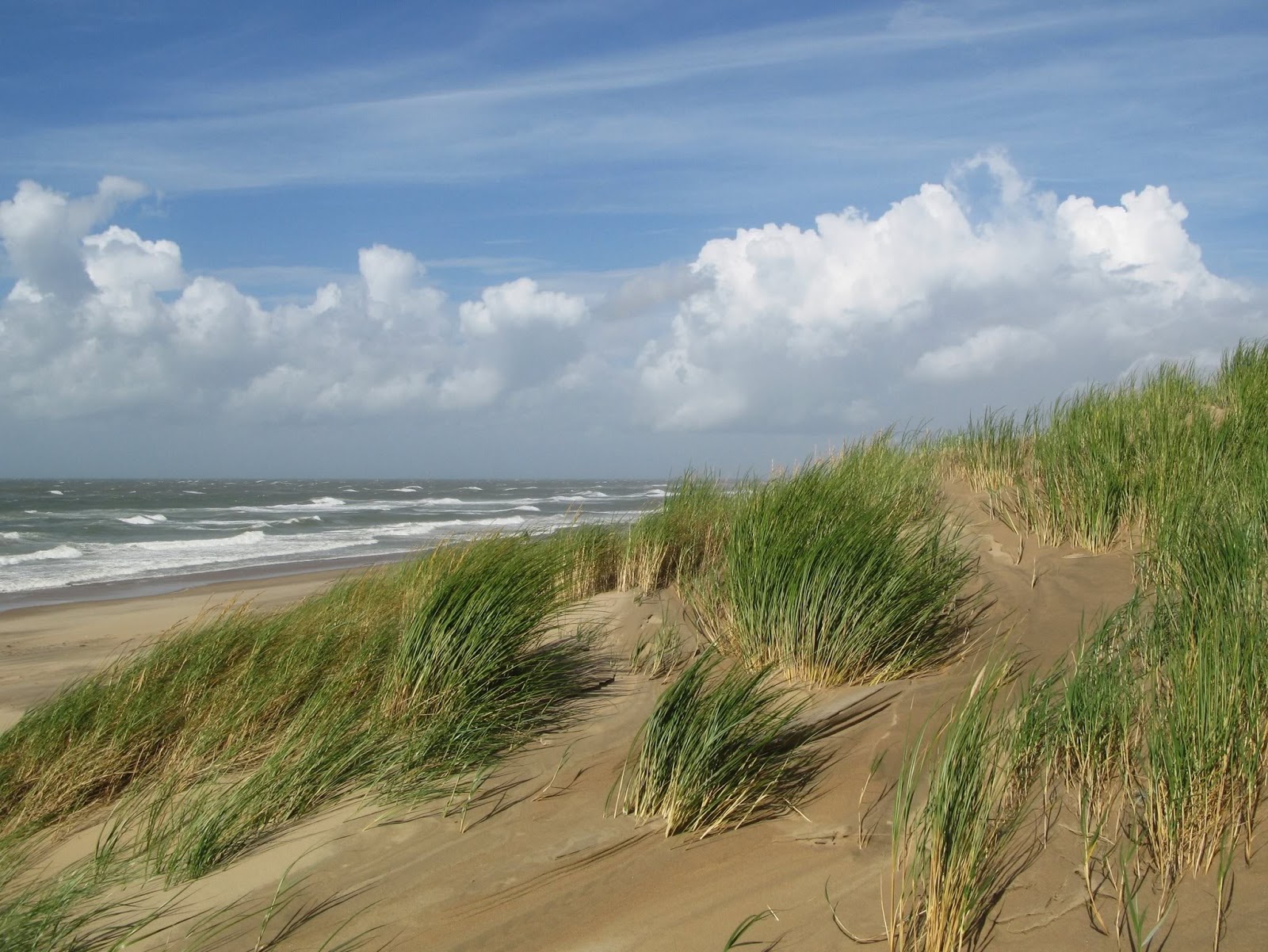Zwitserw Katwijk Dunes (Coepelduynen and Berkheide)