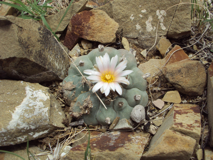 Visita San Luis Potosí : FLORA Y FAUNA