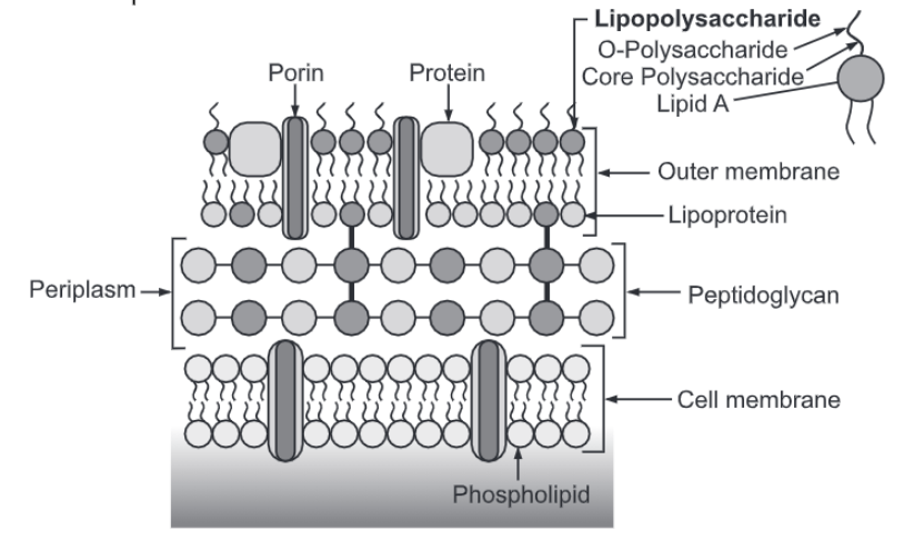 Bacterial Cell Wall