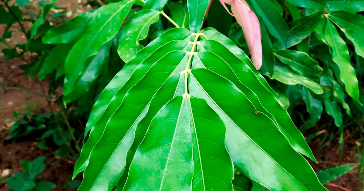 Ashoka (Saraca asoca) (अशोक) Introduction Common Names Benefits