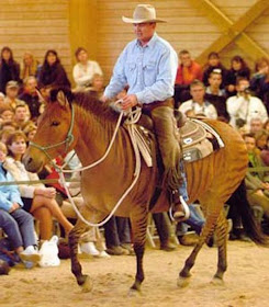 Cool Animals Pictures: Zorse