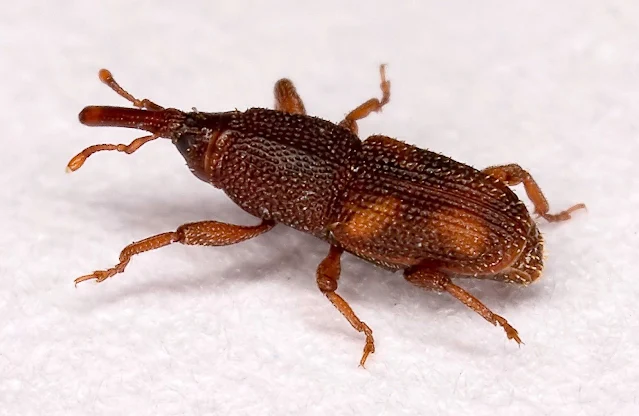 weevil found in beer pantry pest weevil