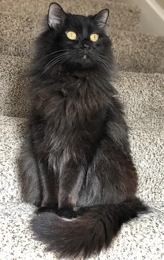 Believed to be a black Turkish Angora
