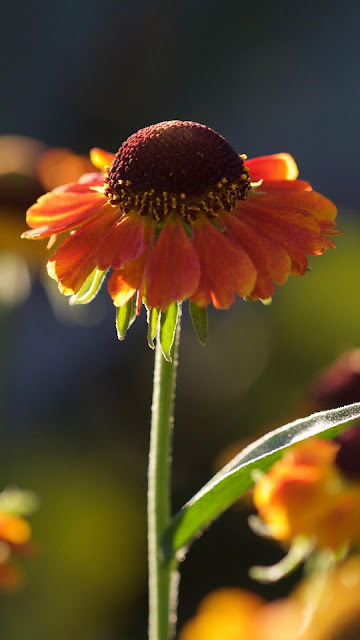 IPhone and Helenium table flowers wallpaper