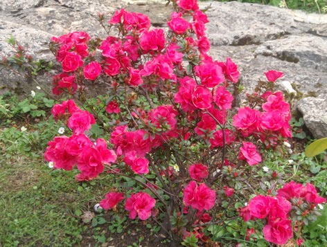 azalea doble rosa fuerte
