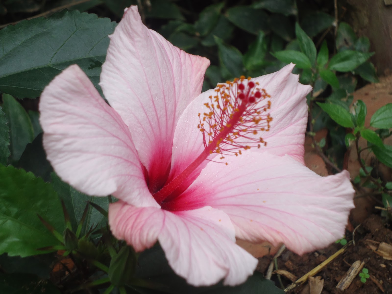A minha Horta Biológica: Hibisco Rosa